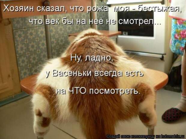 котоматрицы (50 фото) котоматрицы (50 фото)