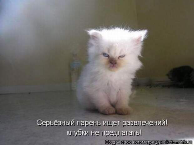 Смешная котоматрица