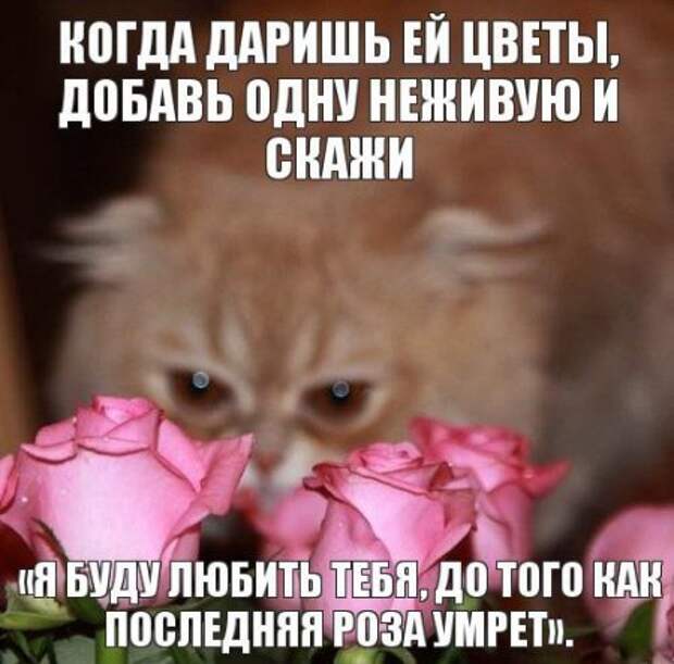 Интересные фразы с картинками о жизни и с юмором.