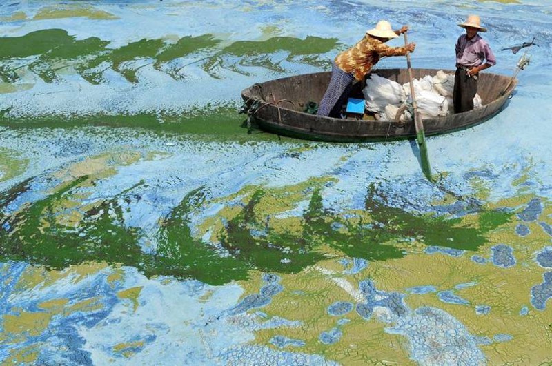 13. Зацветшая вода озера Чаоху, Китай 13. Зацветшая вода озера Чаоху, Китай мир, реальность, фотография