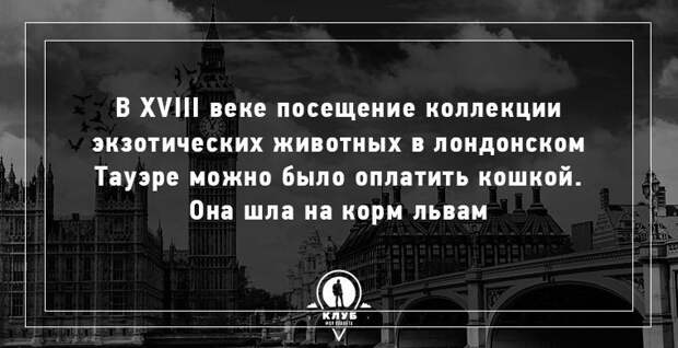 10 интересных фактов о кошачьих кошки, факты