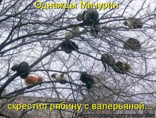 Котоматрица на Бугаге (28 фото)