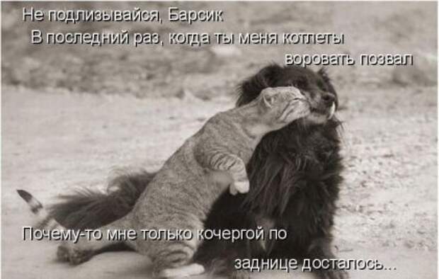 Котоматрицы: Мысли вслух