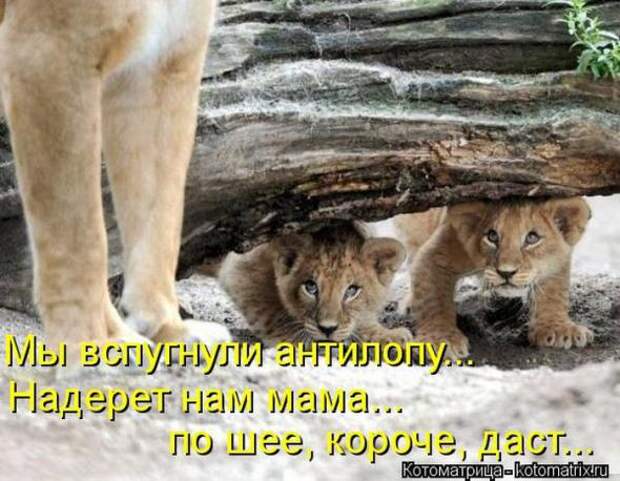Котоматрицы (картинки с надписями)