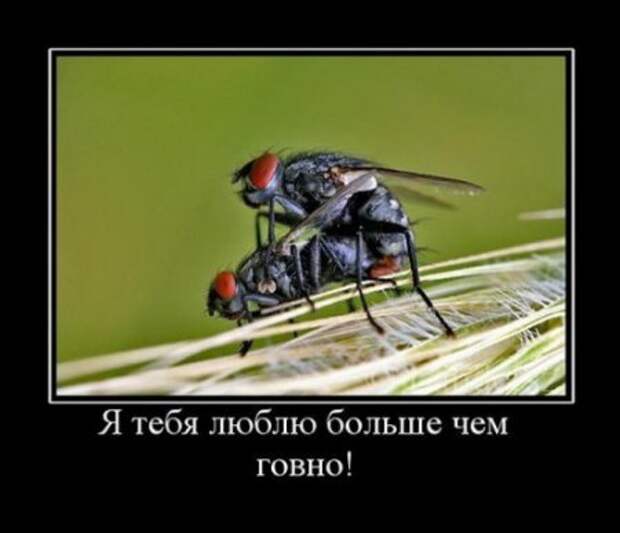 Веселые демотиваторы, приколы в каждом фото.