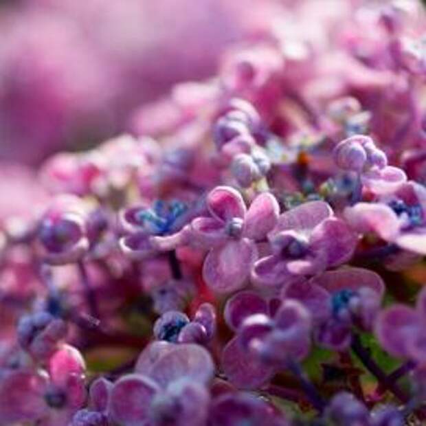 Гортензия крупнолистная (Hydrangea macrophylla)