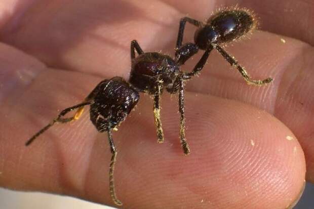 Гигантский бразильский муравей Dinoponera gigantea
