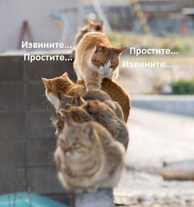 Прикольные фотомемы для прикола