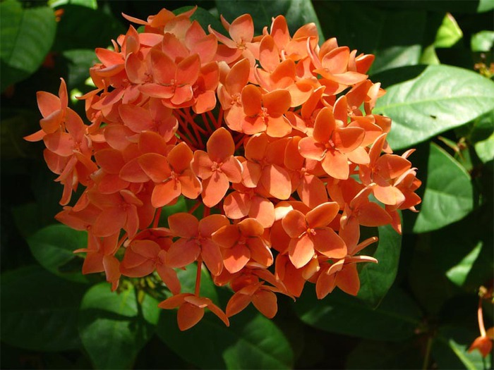 ixora (700x525, 97Kb)