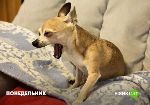 Держаться Держаться животные, юмор