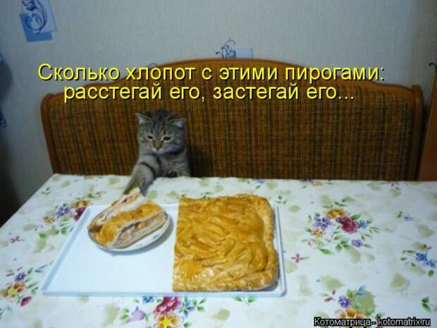 Лучшие котоматрицы недели (50 фото)