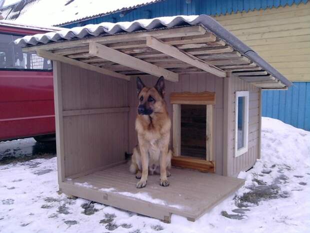 Собачьи элитные будки животные, юмор