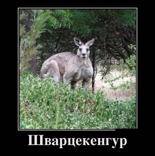 Забавные демотиваторы на утро (11 фото) Забавные демотиваторы на утро (11 фото)