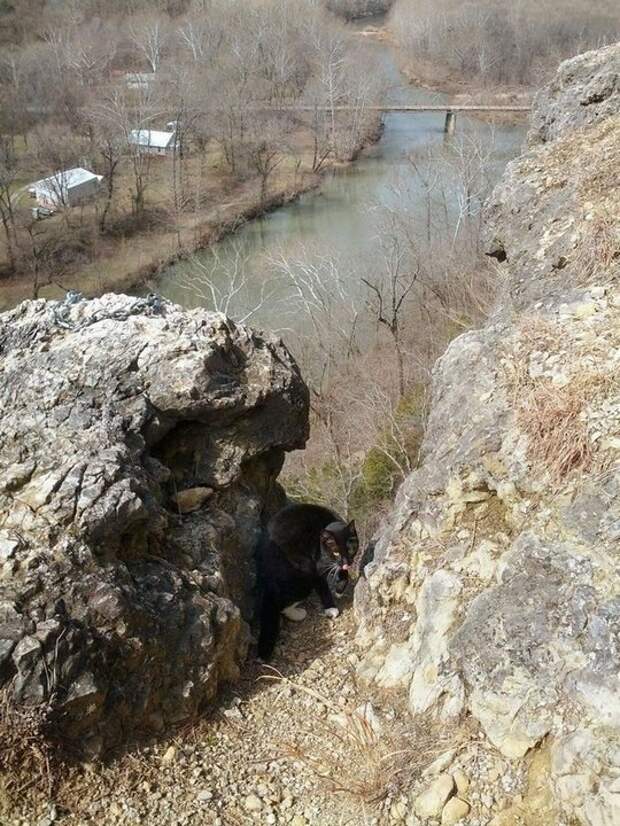 кот