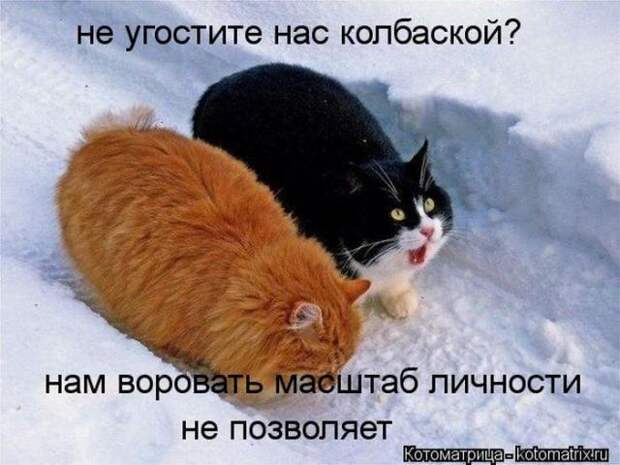 котоматрицы (50 фото)