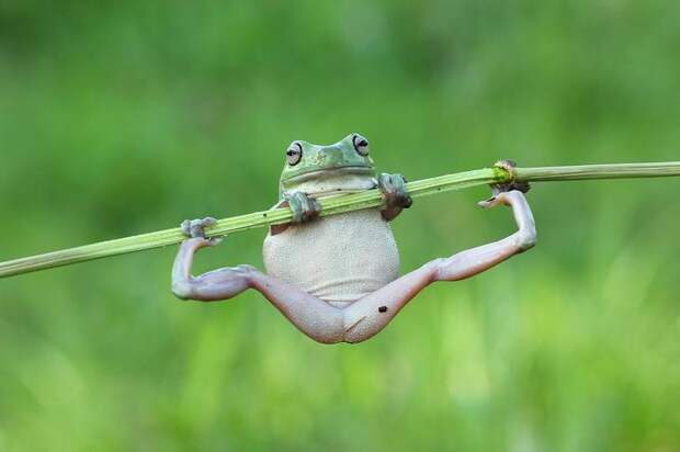 Mandatory Credit: Photo by Kurit Afsheen/Solent News/REX Shutterstock (4889839a) One of the frogs doing a pull up on the stem Frogs appear to be exercising on a plant stem, Tangerang, Indonesia - Jun 2015 *Full story: http://www.rexfeatures.com/nanolink/ql2d It's no pain no gain for these fitness frogs as they attempt to do a pull up on a bamboo branch. The two White's Tree Frogs were spotted attempting to heave themselves back onto the stem after they slipped off. The male and female frogs were racing each other up the branch like climbers hoisting themselves up a rope, with the larger, older female frog winning the contest. But as the frogs reached the top of the branch it began to bend under their weight until it was horizontal, leaving them both hanging on by their finger tips. Kurit Afsheen photographed the amphibians as they clung onto the branch in Tangerang, Indonesia. Mr Afsheen said: "I saw them climbing up the branch and it looked like they were trying to race each other.