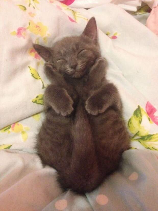 кошка улыбается, улыбающиеся коты, коты улыбаки