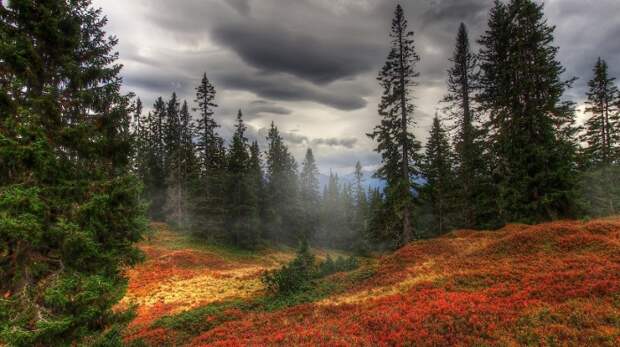 Осенью при покраснении листьев герани луга приобретают красноватый оттенок.