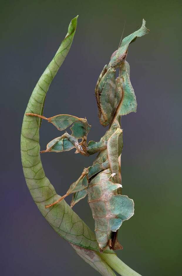 Phyllium giganteum 