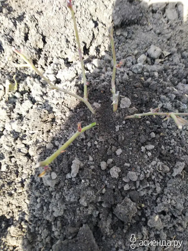 Реанимация роз и ранняя посадка новых.