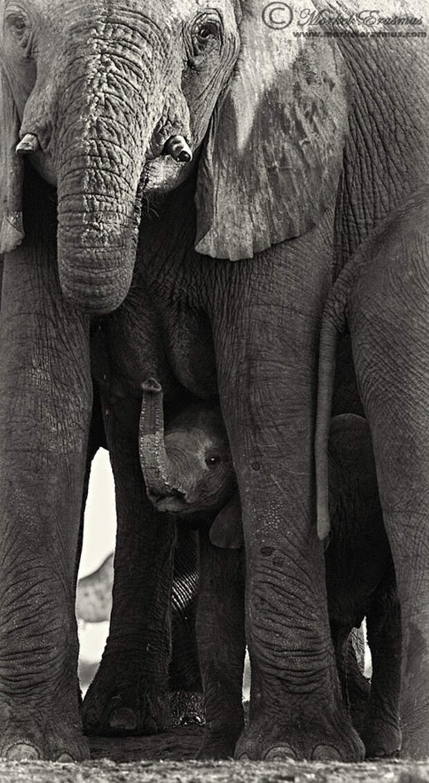 Слоновий момент животные, природа, фото, фотограф