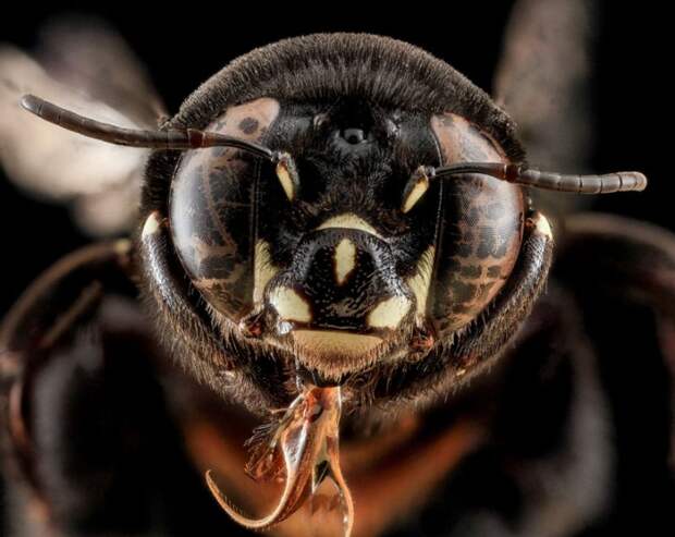 Centris haemorrhoidalis