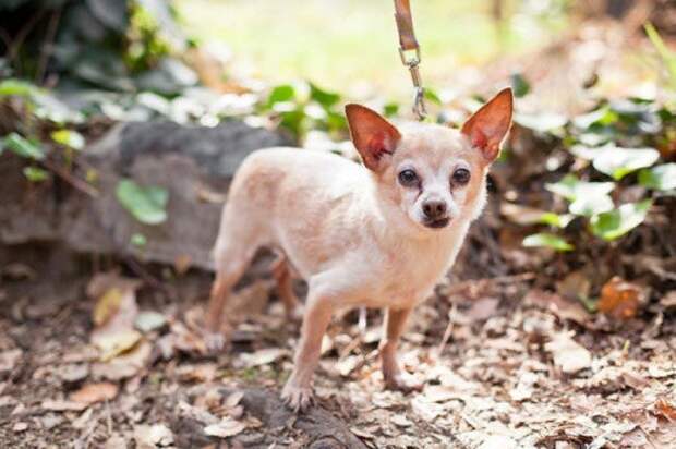 взять взрослую собаку вместо щенка, взрослые собаки против щенков