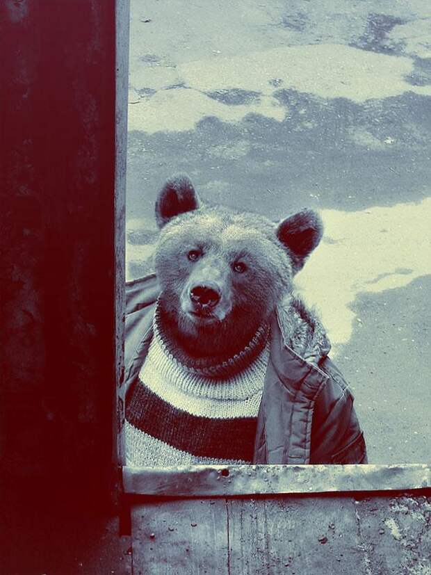 животные в одежде 2