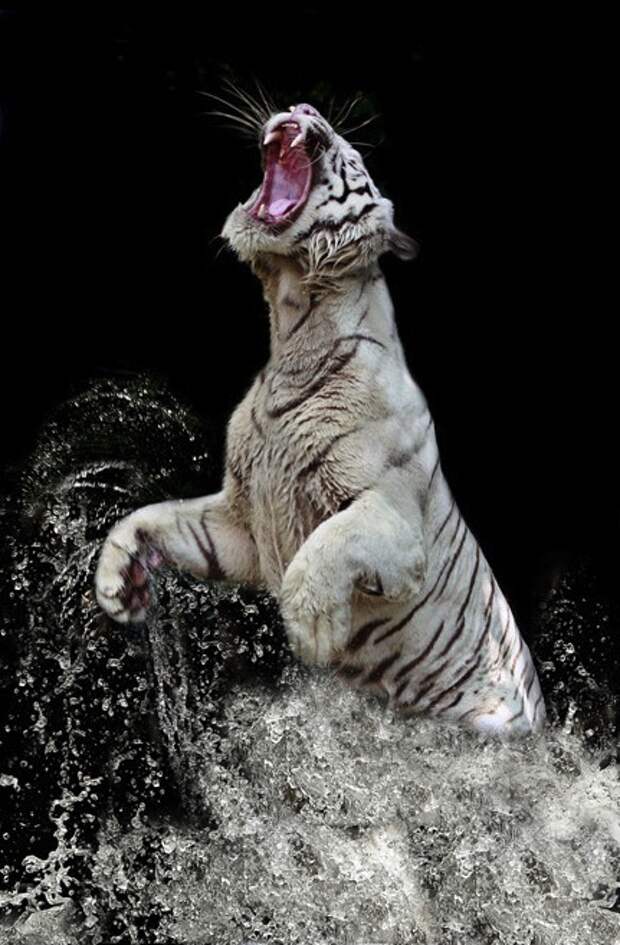 Красивые фотографии белых тигров