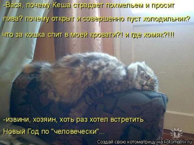 Котоматрицы (картинки с надписями)