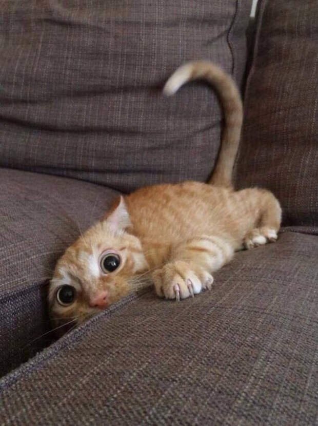 кошка на диване