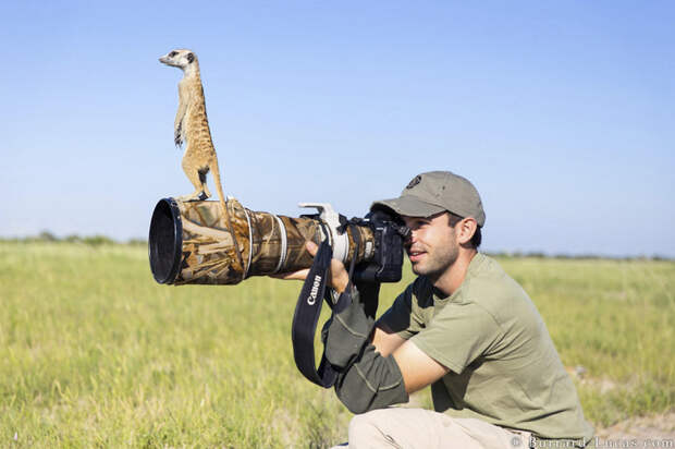 Животные-фотографы животные, фото
