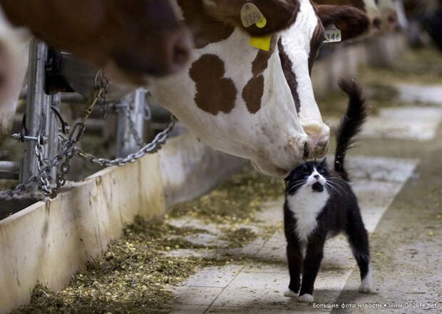 Общительный фермерский кот в коровнике