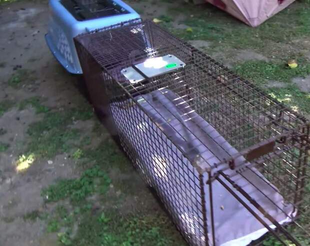 Мужчина услышал тоненький писк, доносящийся с чердака, больше всего хлопот доставила кошка-мама