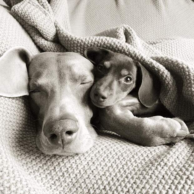 Пёс, Харлоу, дружба,собаки,  Harlow and Indiana,Harlow and Sage 