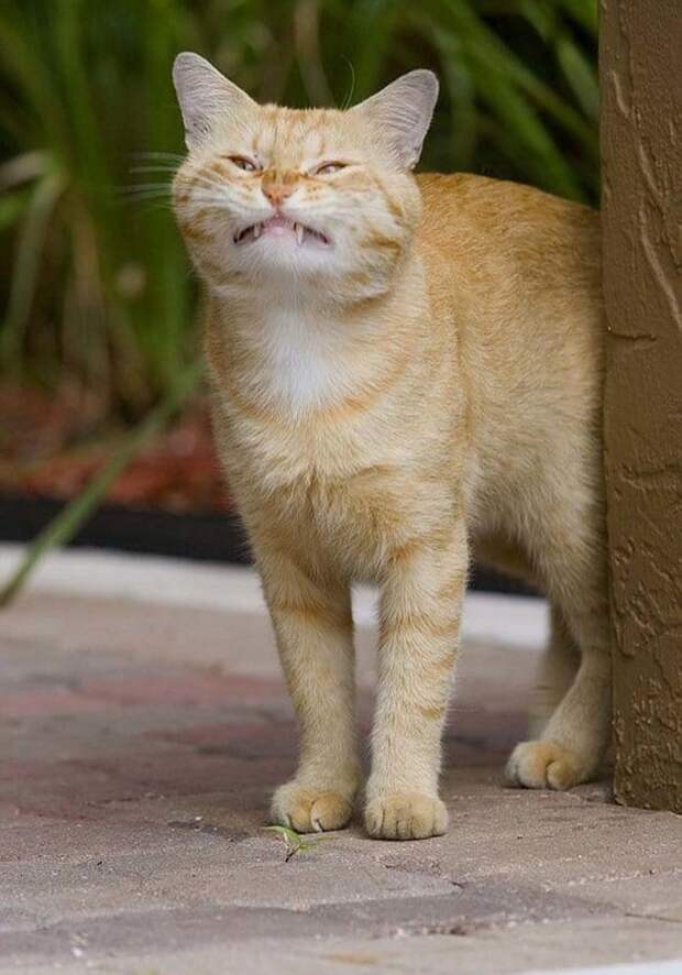 Без кота и жизнь не та