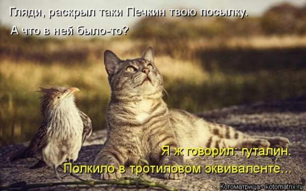 Новая котоматрица (36 фото)