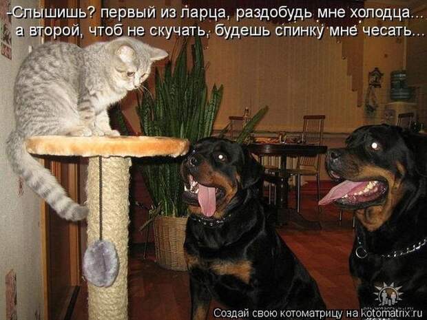Прикольные и добрые котоматрицы на любой вкус и цвет(32 фото)