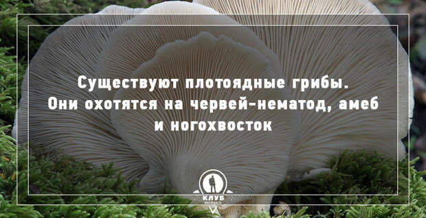 10 фактов о грибах грибы, факты