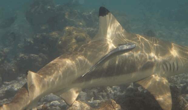 remora6
