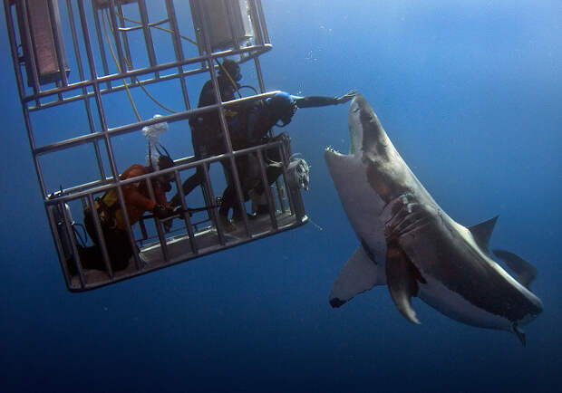 Как потрогать акулу