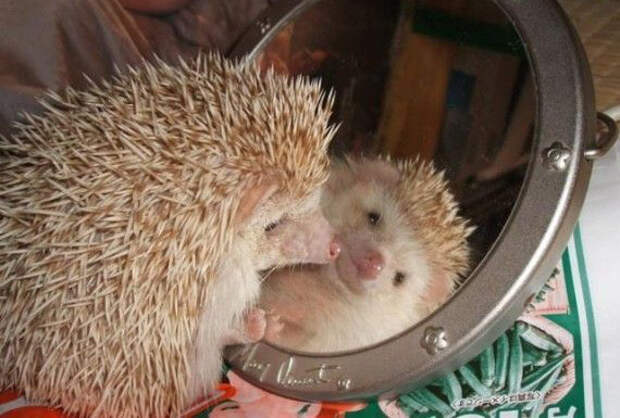 смешные животные