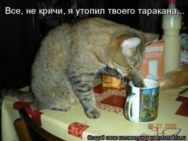 Лучшая котоматрица недели (35 фото)