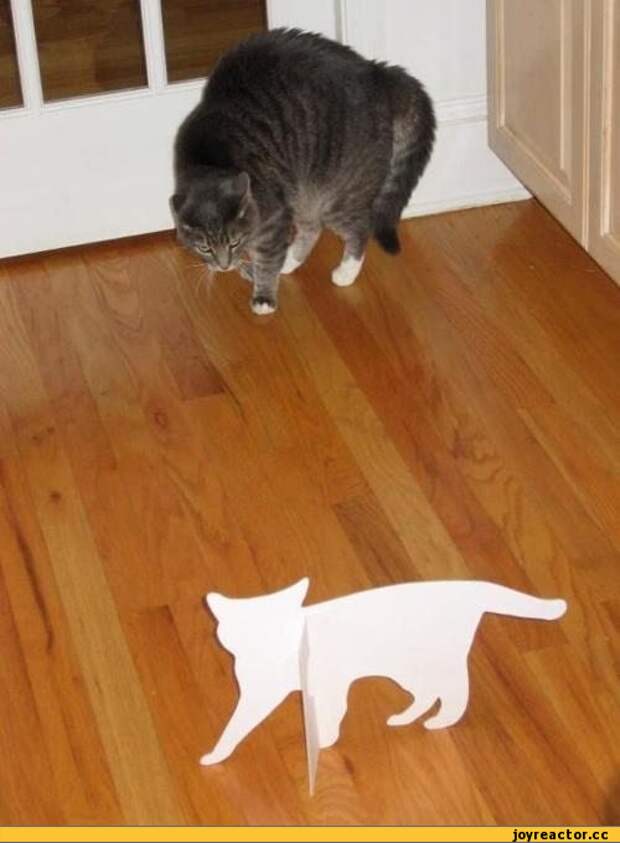 кот