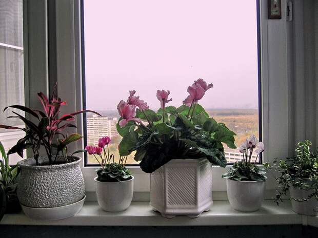 4384674_foto_011 (700x524, 275Kb)