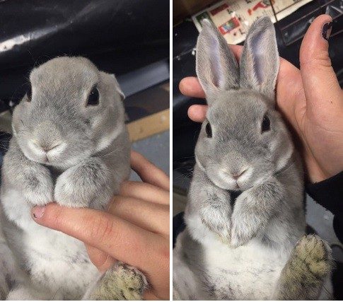 29 фотографий животных, которые точно поднимут вам настроение