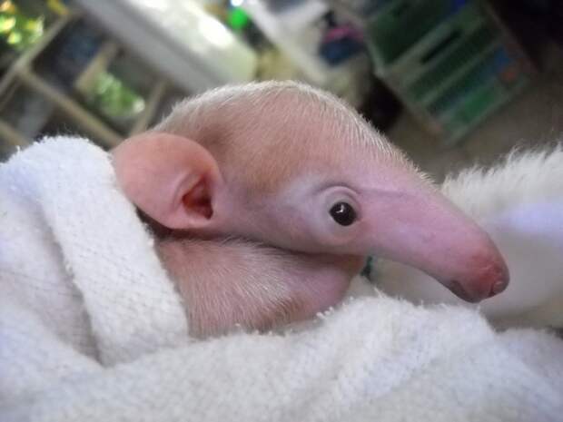 animalbaby30