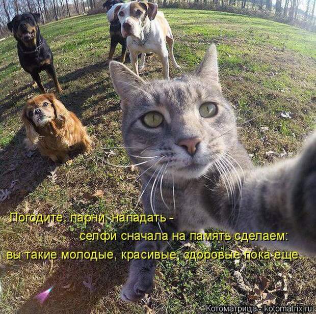 Лучшие котоматрицы недели (50 фото)