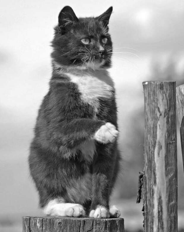 Смешные и просто красивые фотографии кошек (136 фото)