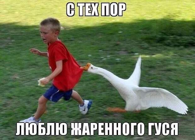 Смешные картинки с надписями видео, прикол